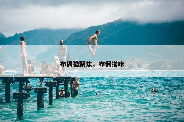 布偶猫聚焦，布偶猫咪