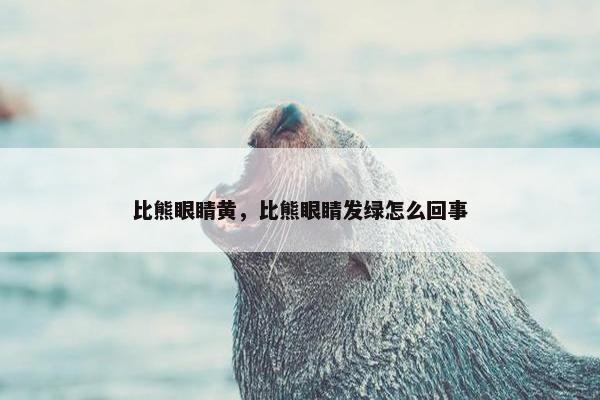 比熊眼睛黄，比熊眼睛发绿怎么回事