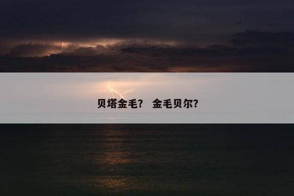 贝塔金毛？ 金毛贝尔？