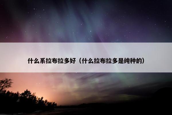 什么系拉布拉多好(什么拉布拉多是纯种的)