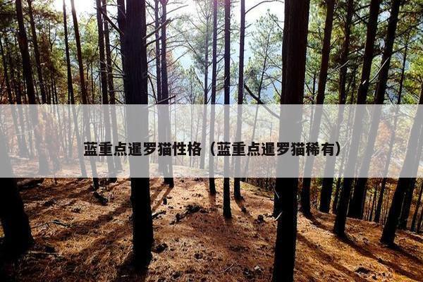 蓝重点暹罗猫性格（蓝重点暹罗猫稀有）