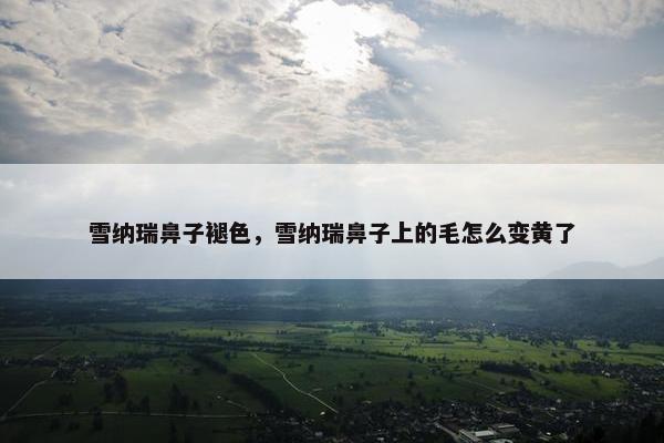 雪纳瑞鼻子褪色,雪纳瑞鼻子上的毛怎么变黄了