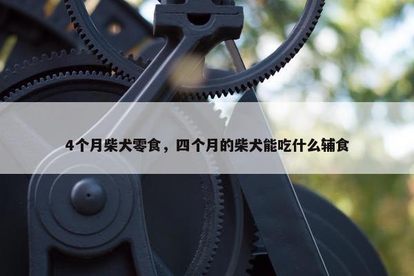 4个月柴犬零食，四个月的柴犬能吃什么辅食
