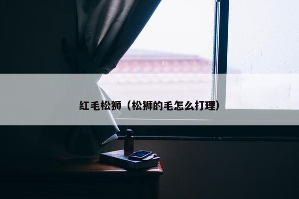红毛松狮(松狮的毛怎么打理)
