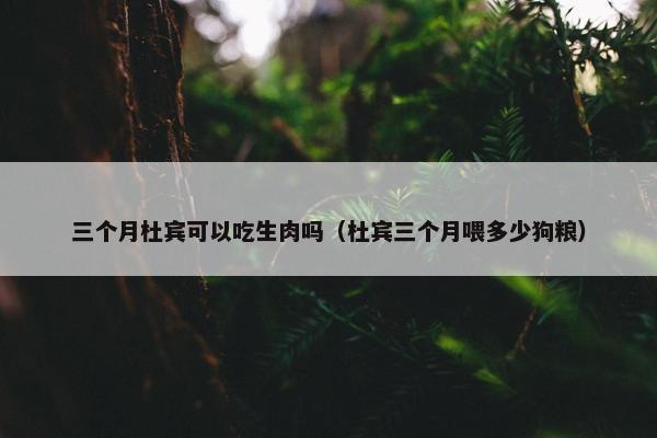 三个月杜宾可以吃生肉吗（杜宾三个月喂多少狗粮）