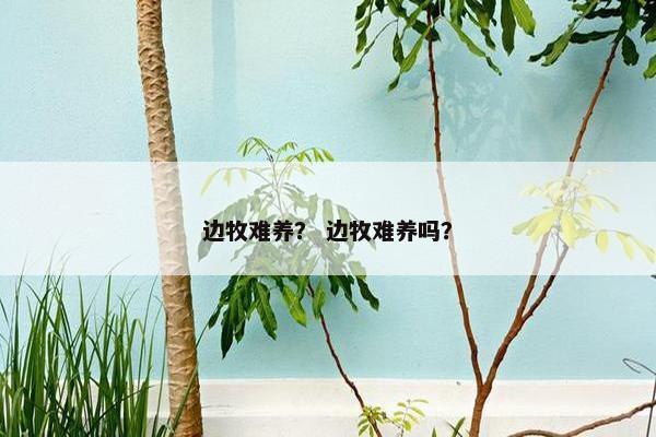 边牧难养？ 边牧难养吗？