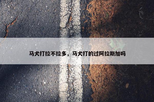 马犬打拉不拉多，马犬打的过阿拉斯加吗