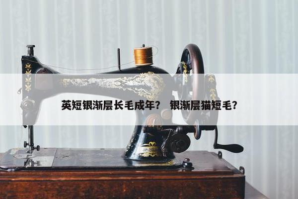 英短银渐层长毛成年？ 银渐层猫短毛？