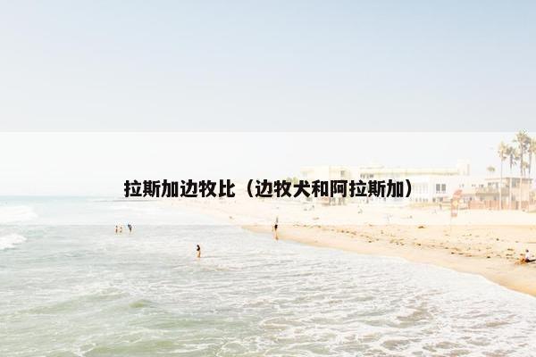 拉斯加边牧比（边牧犬和阿拉斯加）