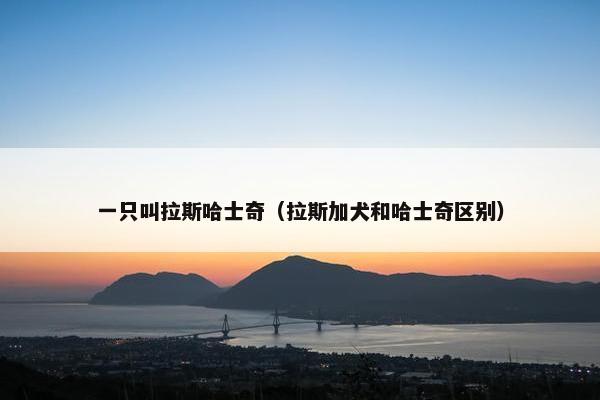 一只叫拉斯哈士奇（拉斯加犬和哈士奇区别）