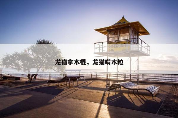 龙猫拿木棍，龙猫啃木粒