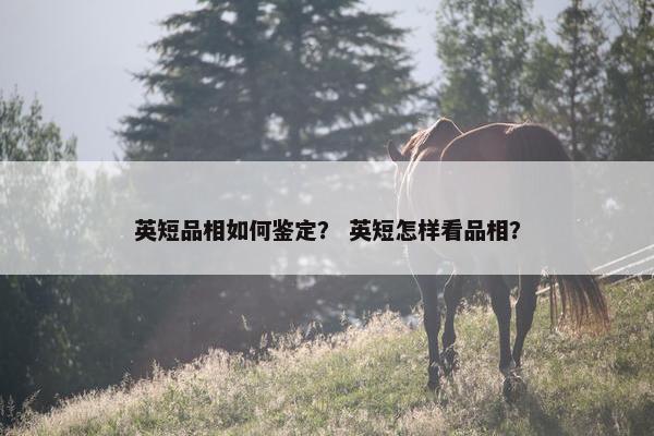英短品相如何鉴定？ 英短怎样看品相？