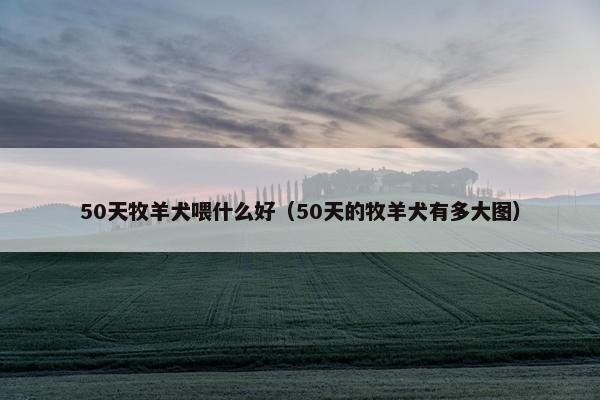 50天牧羊犬喂什么好（50天的牧羊犬有多大图）