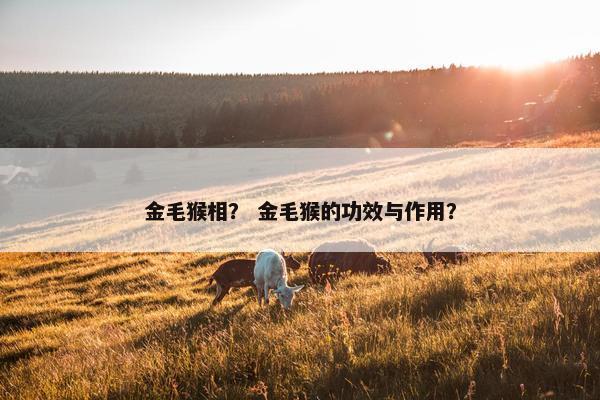 巴赫