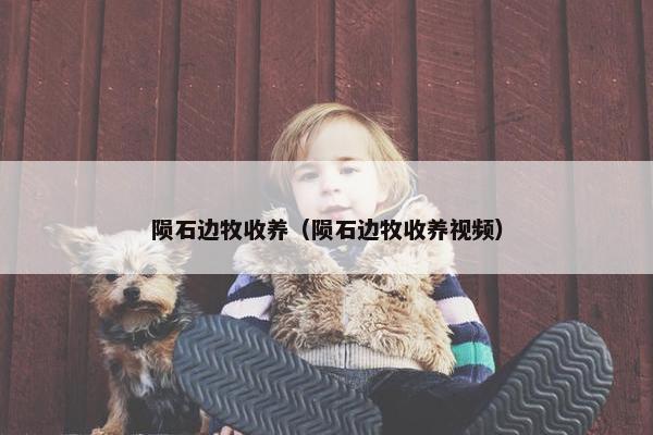 陨石边牧收养（陨石边牧收养视频）