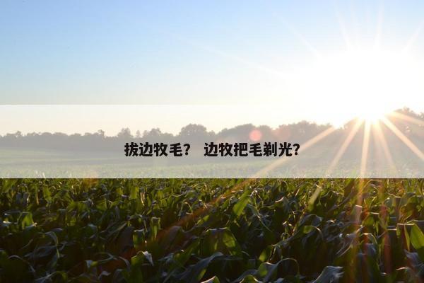 拔边牧毛？ 边牧把毛剃光？