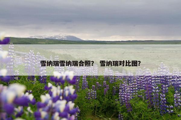 雪纳瑞雪纳瑞合照？ 雪纳瑞对比图？