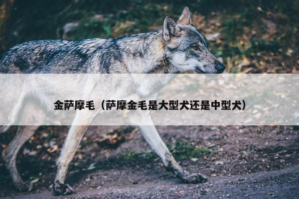 金萨摩毛（萨摩金毛是大型犬还是中型犬）