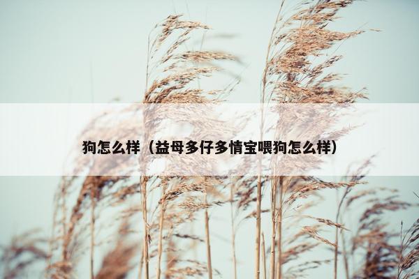 狗怎么样（益母多仔多情宝喂狗怎么样）