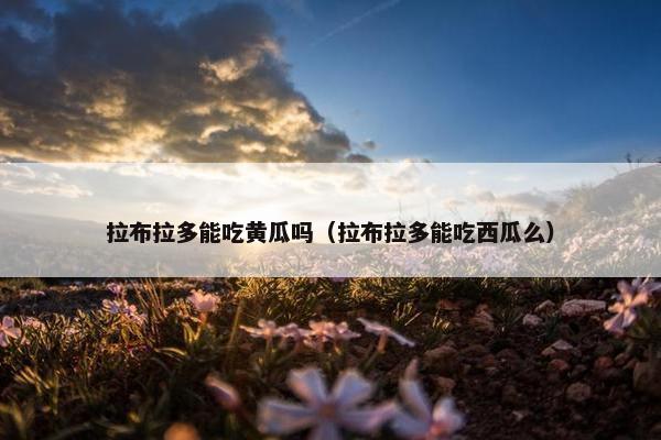 拉布拉多能吃黄瓜吗（拉布拉多能吃西瓜么）