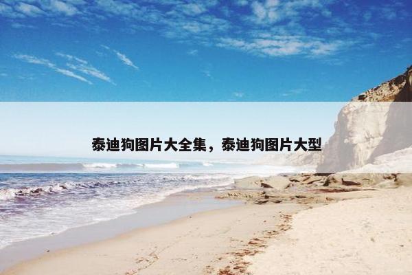 泰迪狗图片大全集，泰迪狗图片大型