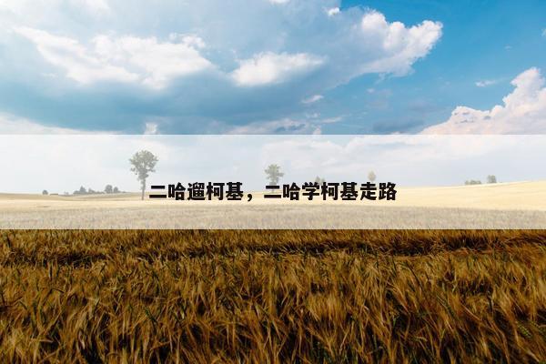 二哈遛柯基，二哈学柯基走路