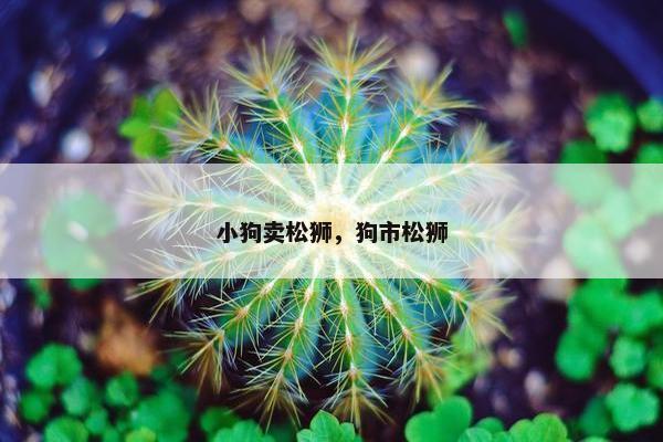 小狗卖松狮，狗市松狮