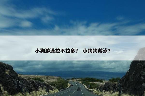 小狗游泳拉不拉多? 小狗狗游泳?