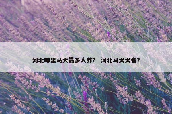 河北哪里马犬最多人养？ 河北马犬犬舍？