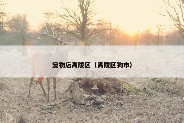 宠物店高陵区（高陵区狗市）