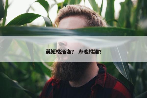 英短橘渐变？ 渐变橘猫？