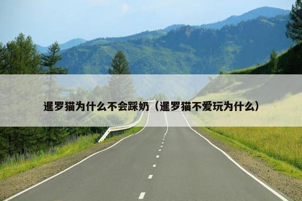 暹罗猫为什么不会踩奶（暹罗猫不爱玩为什么）