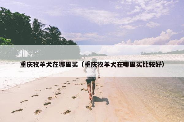 重庆牧羊犬在哪里买（重庆牧羊犬在哪里买比较好）