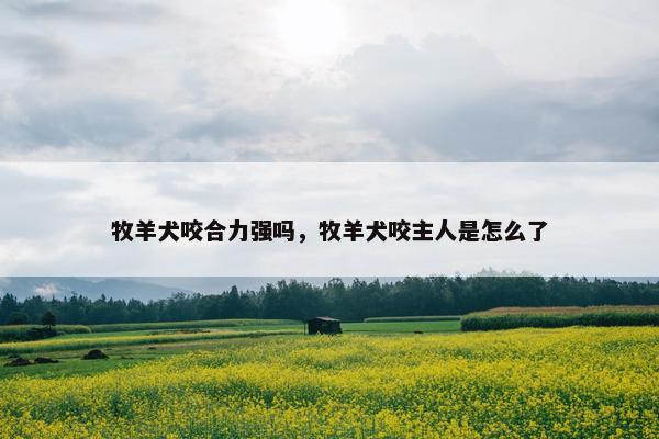 牧羊犬咬合力强吗，牧羊犬咬主人是怎么了