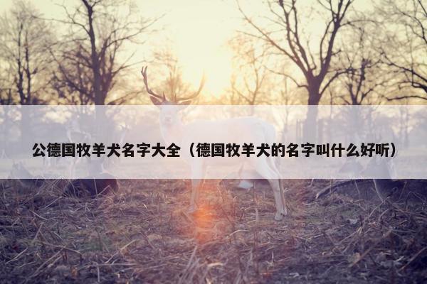 公德国牧羊犬名字大全（德国牧羊犬的名字叫什么好听）