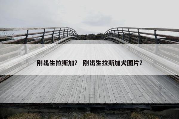 刚出生拉斯加？ 刚出生拉斯加犬图片？