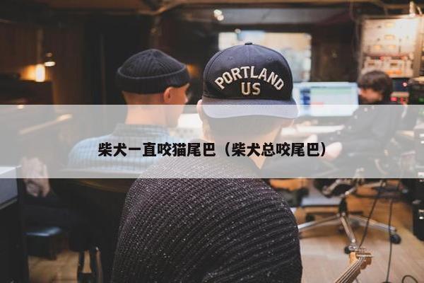 柴犬一直咬猫尾巴（柴犬总咬尾巴）