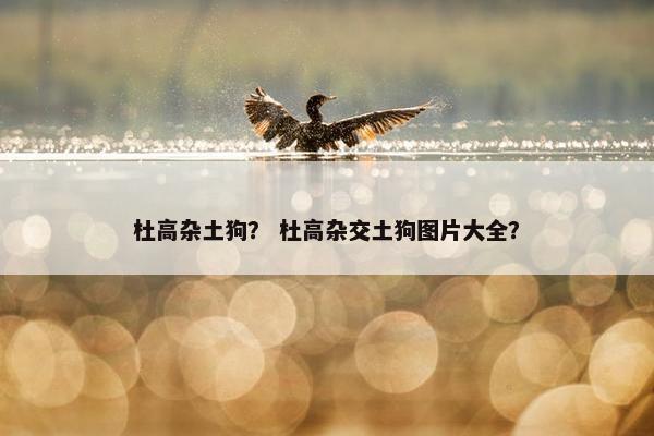 杜高杂土狗？ 杜高杂交土狗图片大全？