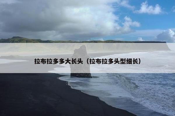 拉布拉多多大长头（拉布拉多头型细长）