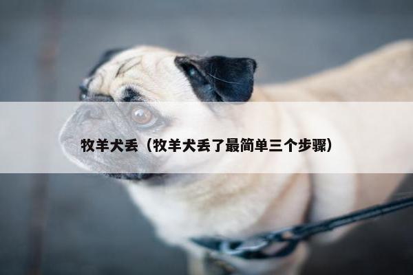 牧羊犬丢(牧羊犬丢了最简单三个步骤)
