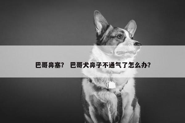巴哥鼻塞？ 巴哥犬鼻子不通气了怎么办？