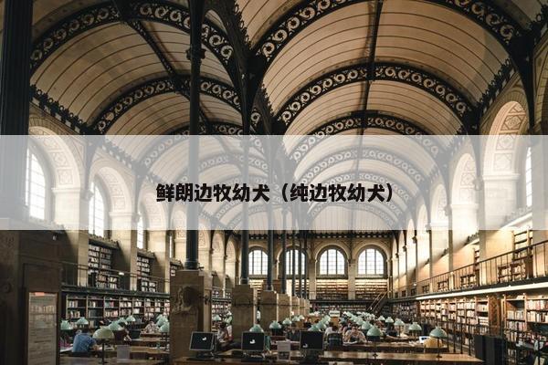 鲜朗边牧幼犬（纯边牧幼犬）