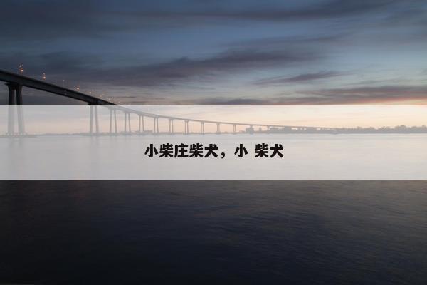 小柴庄柴犬,小 柴犬