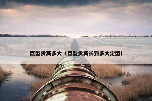 巨型贵宾多大（巨型贵宾长到多大定型）