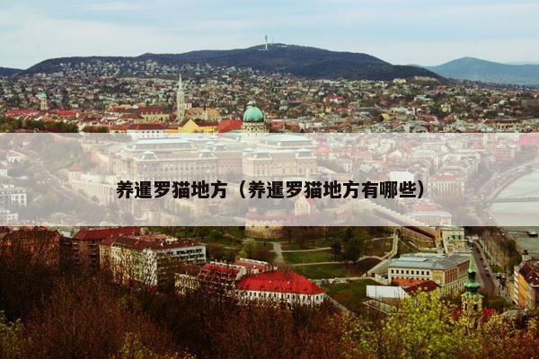 养暹罗猫地方（养暹罗猫地方有哪些）