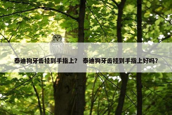 泰迪狗牙齿挂到手指上？ 泰迪狗牙齿挂到手指上好吗？