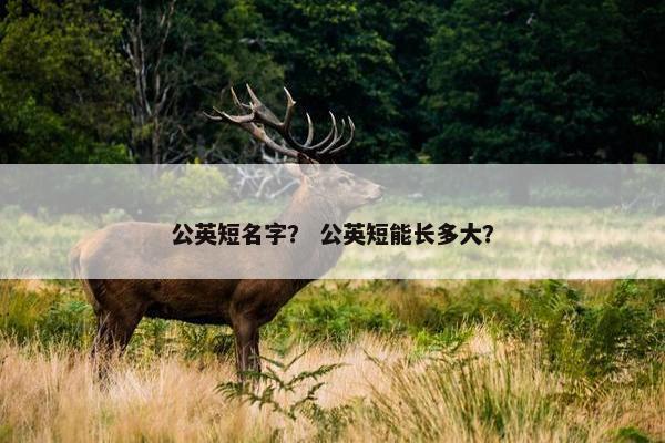 公英短名字？ 公英短能长多大？