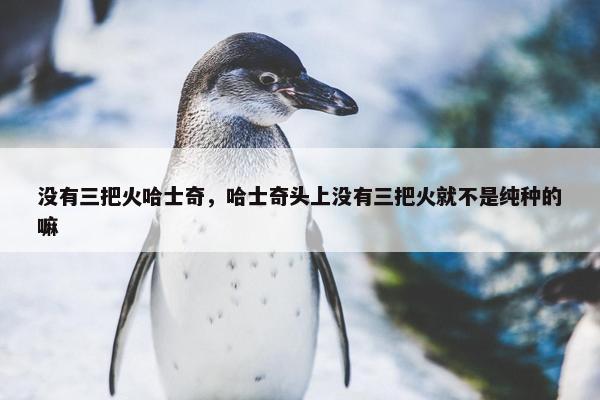 没有三把火哈士奇，哈士奇头上没有三把火就不是纯种的嘛
