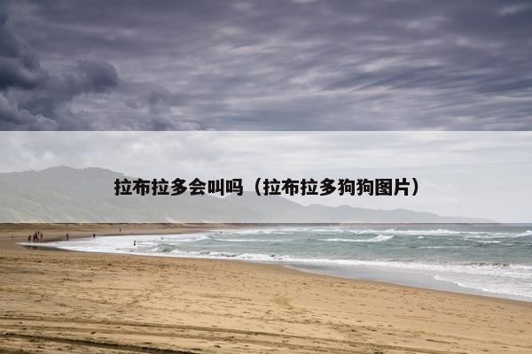 拉布拉多会叫吗（拉布拉多狗狗图片）