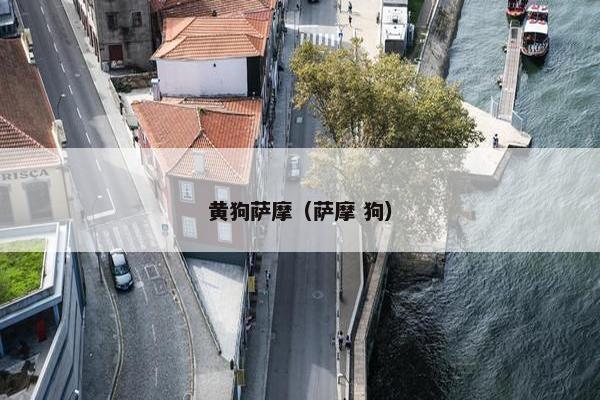 黄狗萨摩（萨摩 狗）